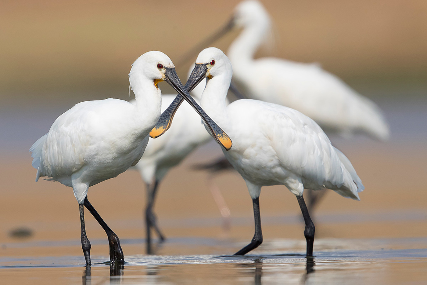 Löffler und viele andere Brut­vögel von Feuchtgebieten profitieren von den BirdLife-Projekten in Osteuropa. © Beat Rüegger