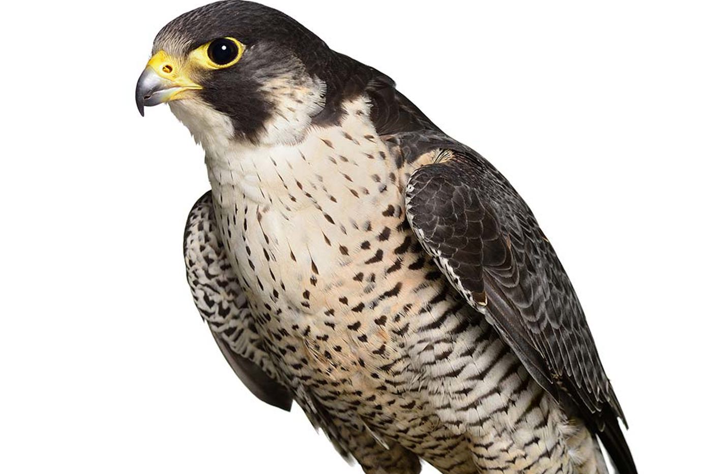 Wanderfalke. © iStock