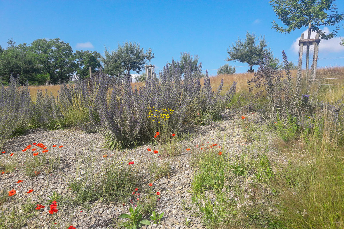 OB 20180619 Ruderalfläche Aahalde Editadf