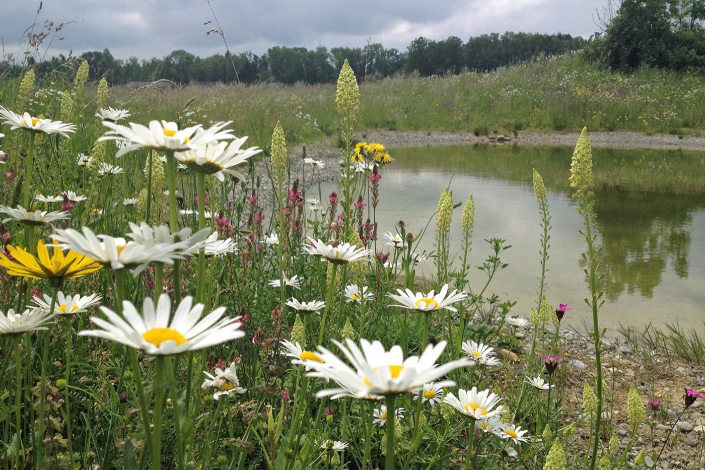 Der Weiher in der Grube Halden in Egg wurde 2016 neu angelegt. Die 2017 angesäte Ufervegetation blüht jetzt prächtig. © Naturnetz Pfannenstil