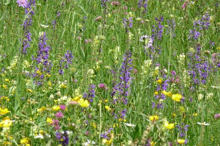 Der Weg zu einer  artenreichen Blumenwiese