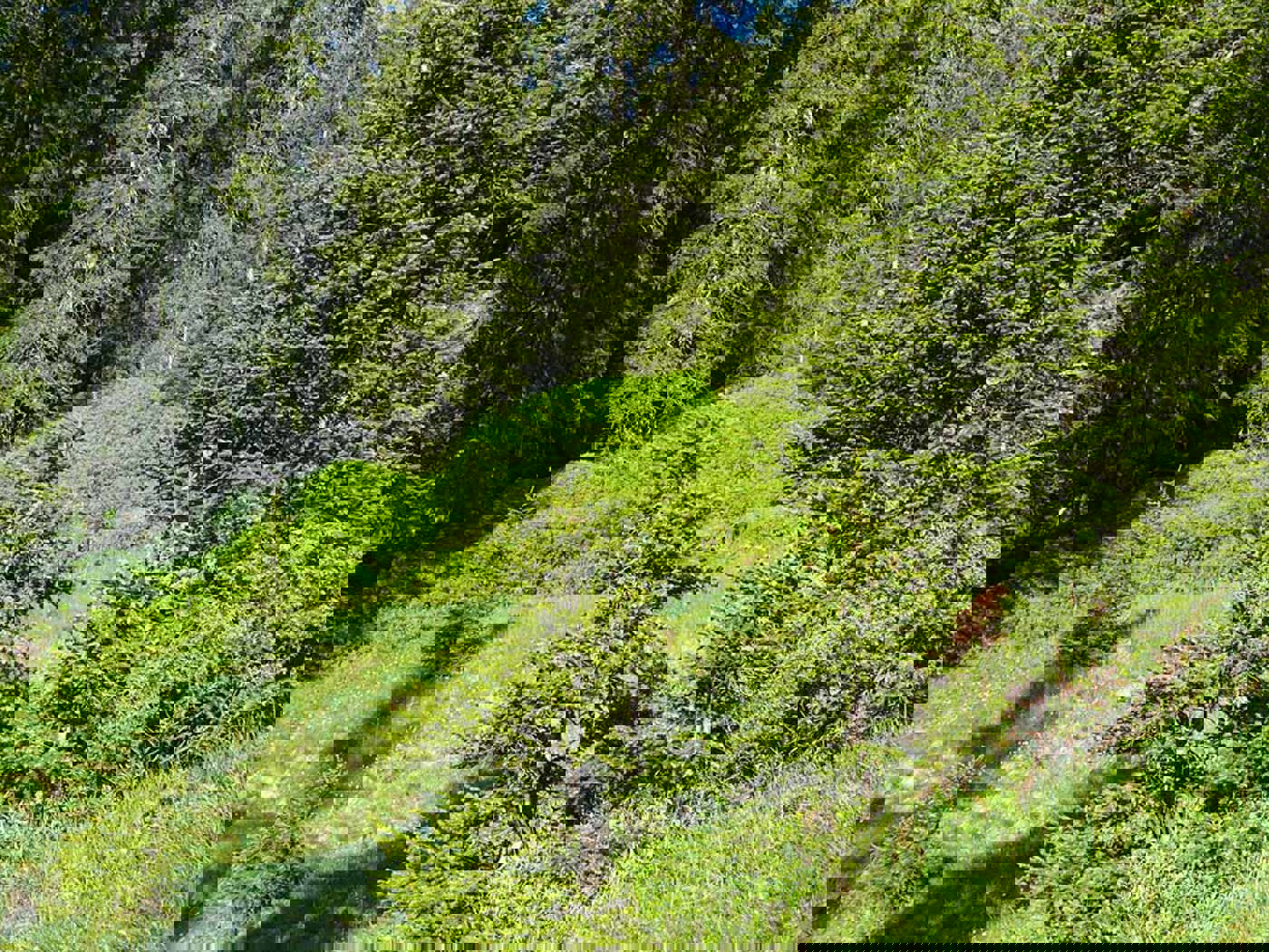 Auerhuhn Besonnterwaldrand Rolandgraf P1120935