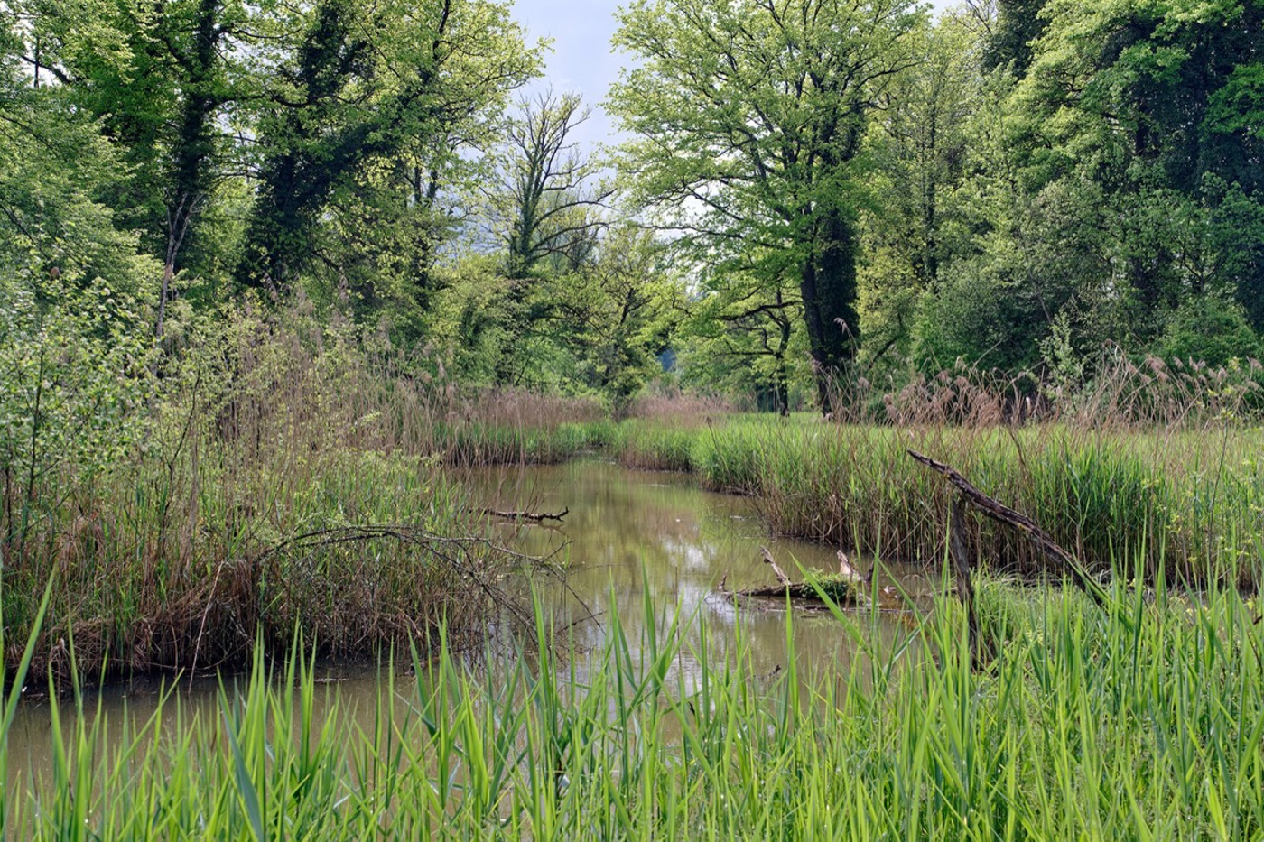 Auch dieser Weiher wird irgendwann verlanden. Daher ist periodisch ist ein Baggereinsatz nötig. © Jan Ryser