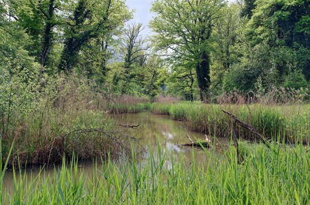 So fühlen sich Amphibien wohl