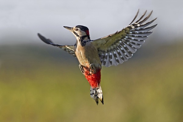BU Flug RSPB BU Flug RSPB