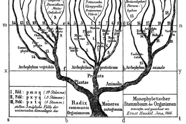 T Haeckel Radix Communis