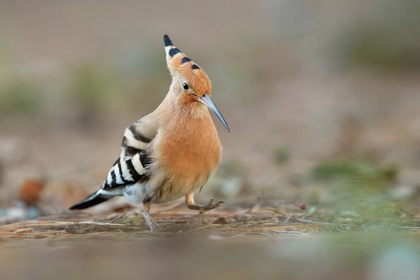Wiedehopf Spanien Fabian Fopp 2 Wiedehopf Spanien Fabian Fopp 2