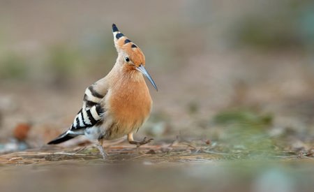 Wiedehopf verfüttert eigene Junge