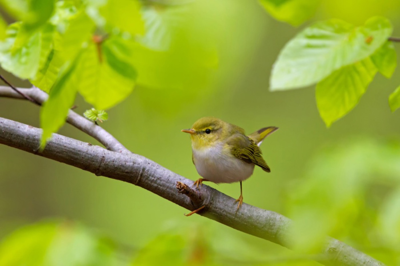 Beim Waldlaubsänger sind die Geschlechter für unsereins nicht zu unterscheiden. © Mathias Schäf